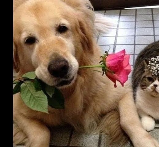 Two pets owners helped their dog and cat find love together