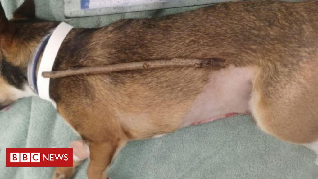 Puppy saved after swallowing stick half his size