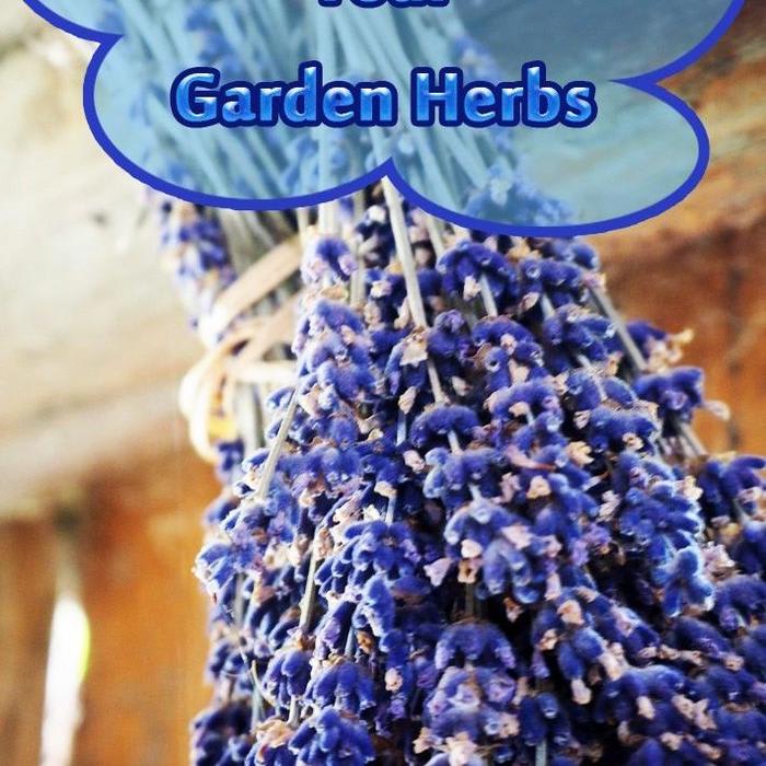 How To Dry and Store Your Garden Herbs - Quiet Corner