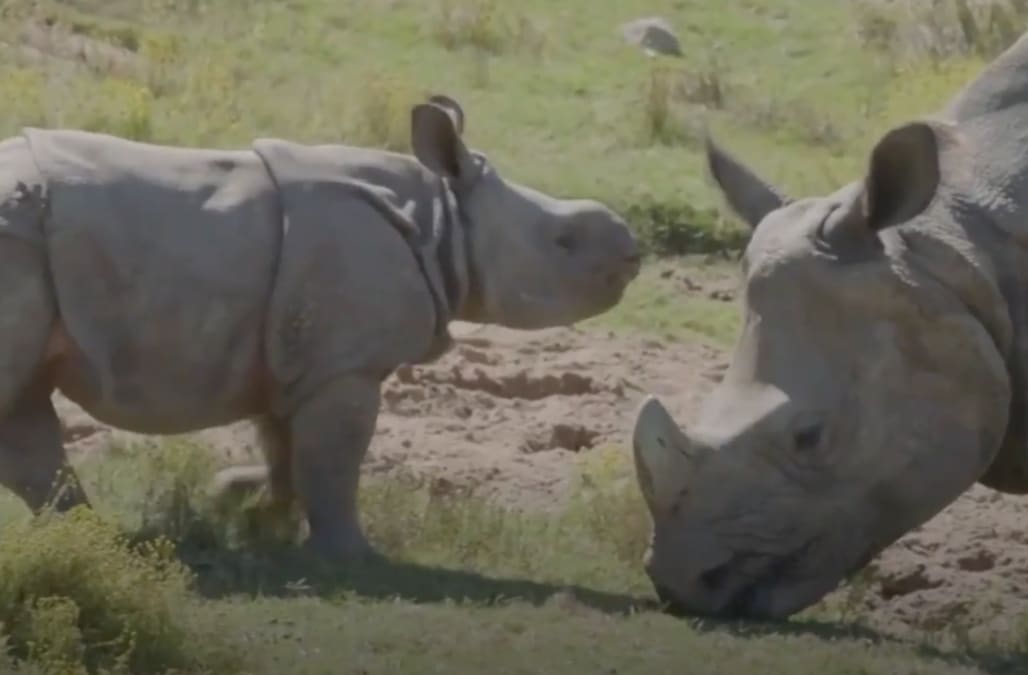 San Diego Zoo lets two baby rhinos explore outdoor habitat for the first time