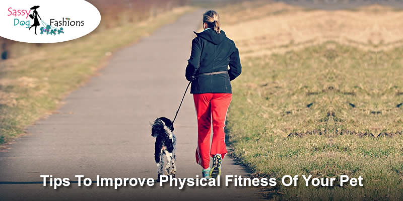 Tips To Improve Physical Fitness of Your Pet