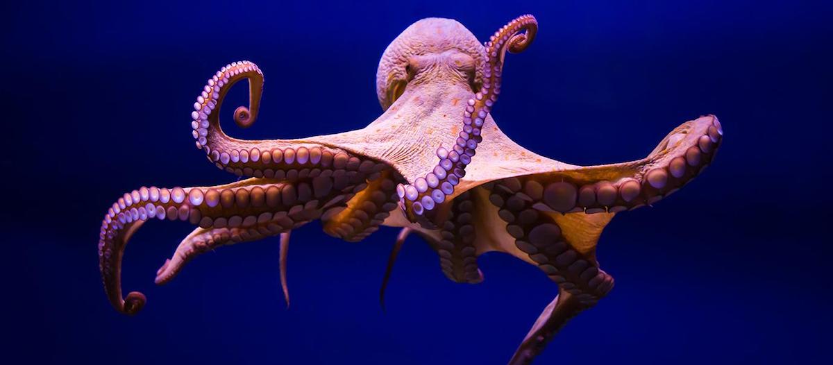 The Octopus: An Alien Among Us