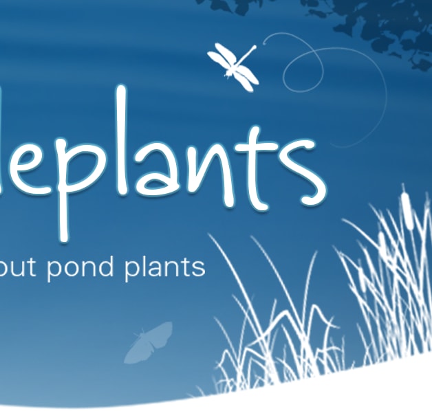 Buy Pond Plants Online