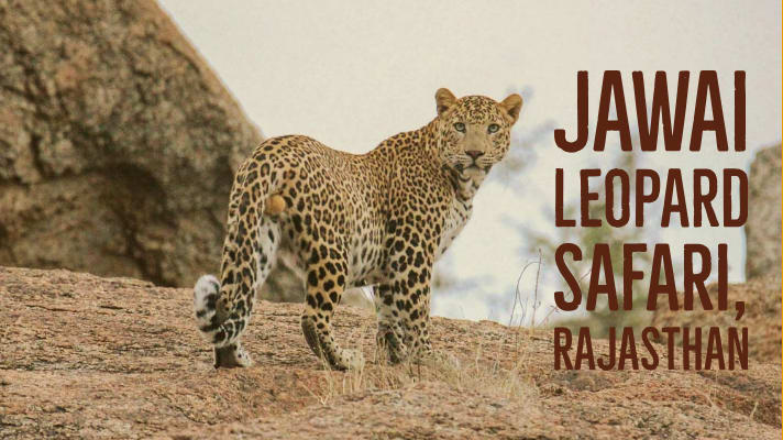 Jawai Leopard Safari in Rajasthan - Explore with Ecokats