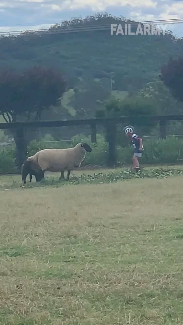 Headbutting competition with a sheep.
