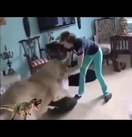 Top 20 Animal Fights Compilation
