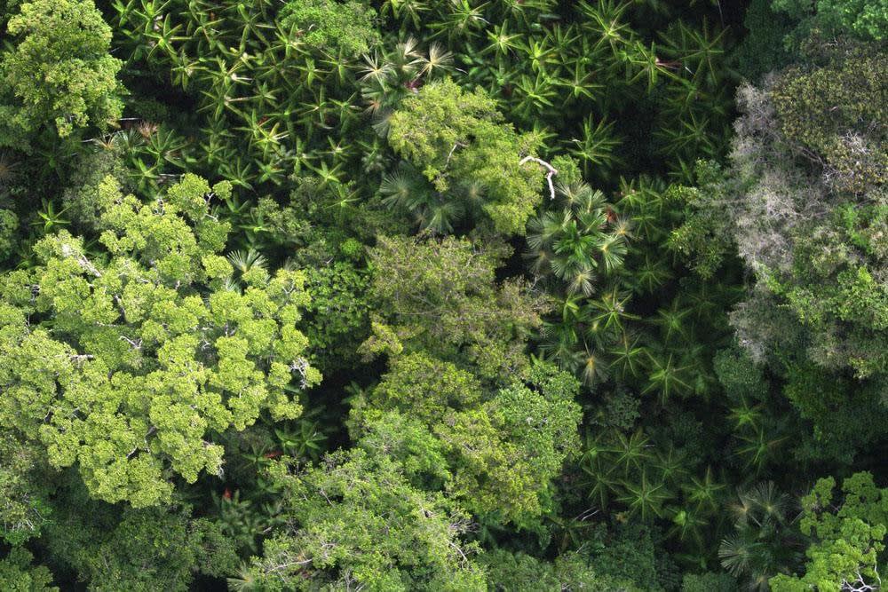 The Supposedly Pristine, Untouched Amazon Rainforest Was Actually Shaped By Humans