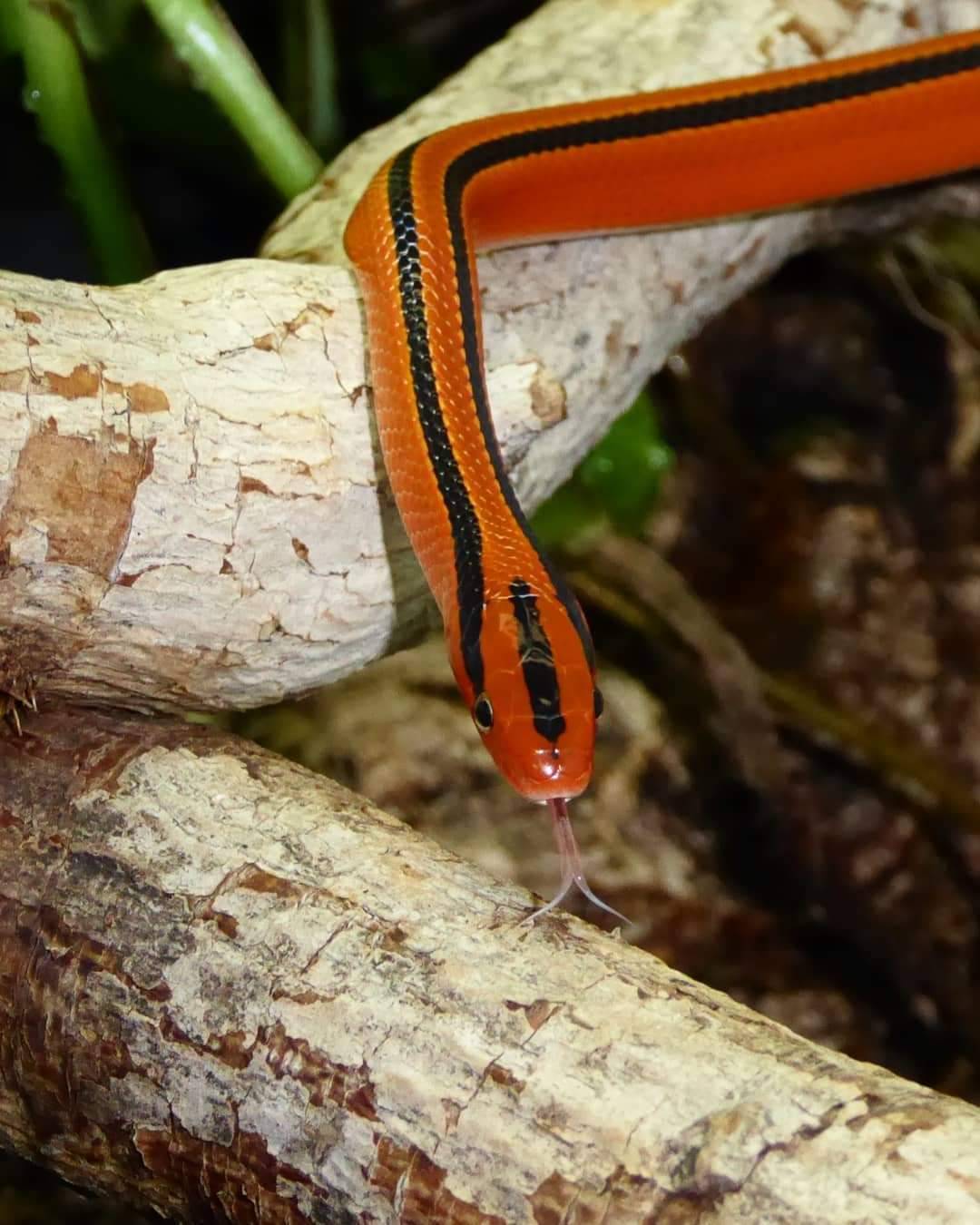 look-at-this-little-thai-bamboo-rat-snake-tongue-flick-photo-by