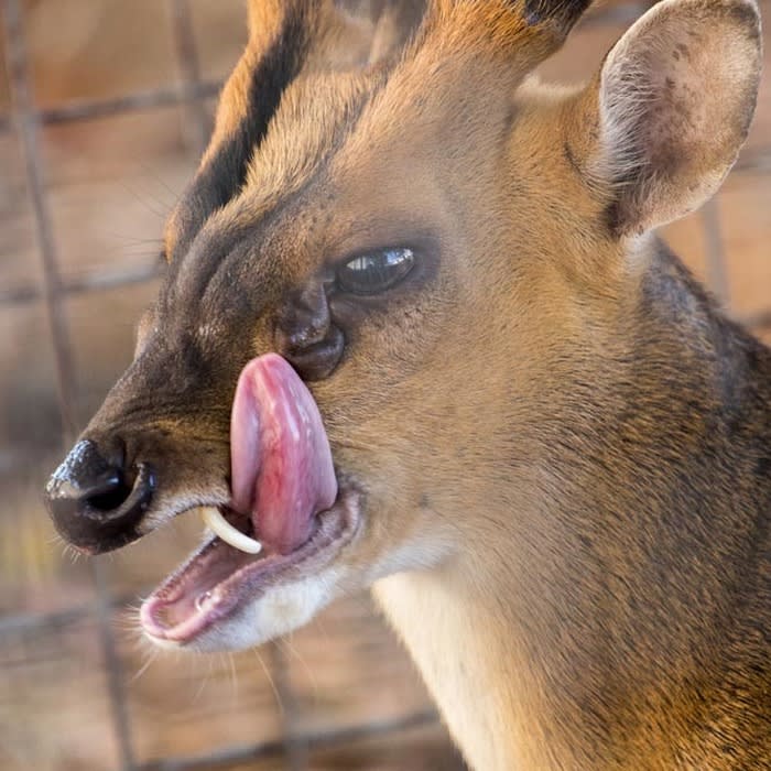 Why 'Vampire Deer' Have Fangs, While Other Hoofed Mammals Have Horns - D-brief
