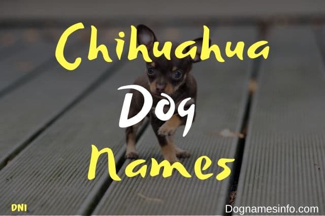 301+ PERFECT Cute Unique Chihuahua names 2020