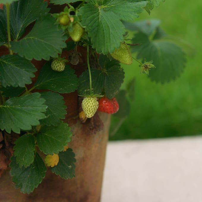 How To Grow Strawberries in a Planter Pot