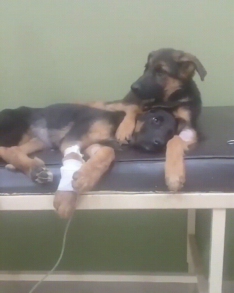 Doggo comforts friend during a trip to the vet