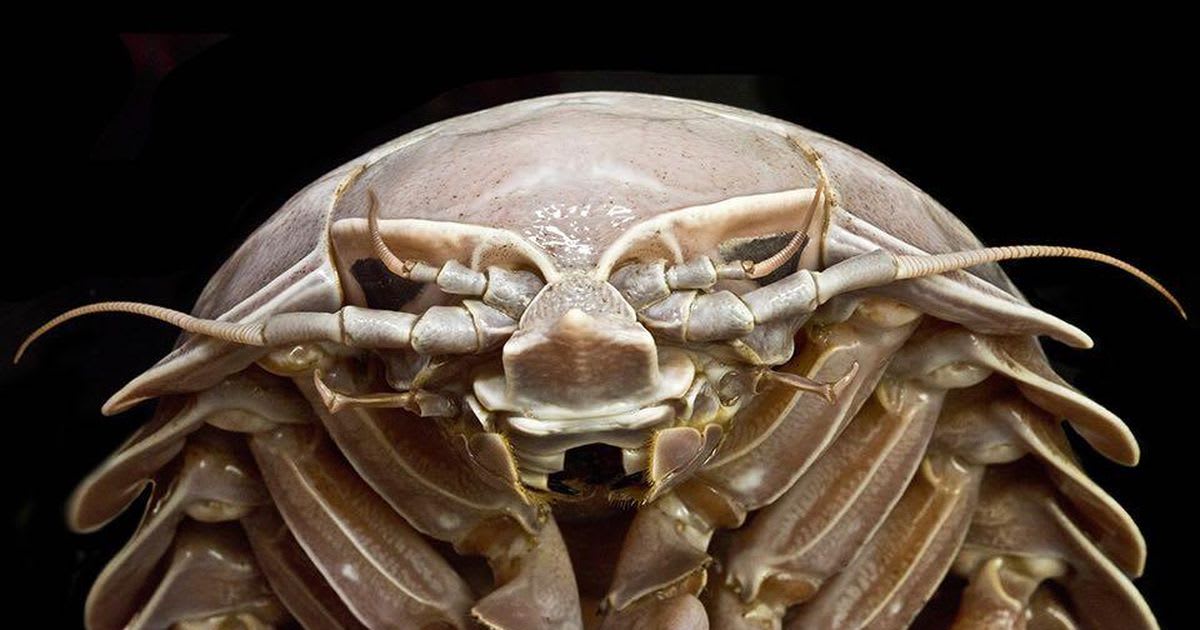 Meet a giant 'Darth Vader' crustacean from the dark side of the sea