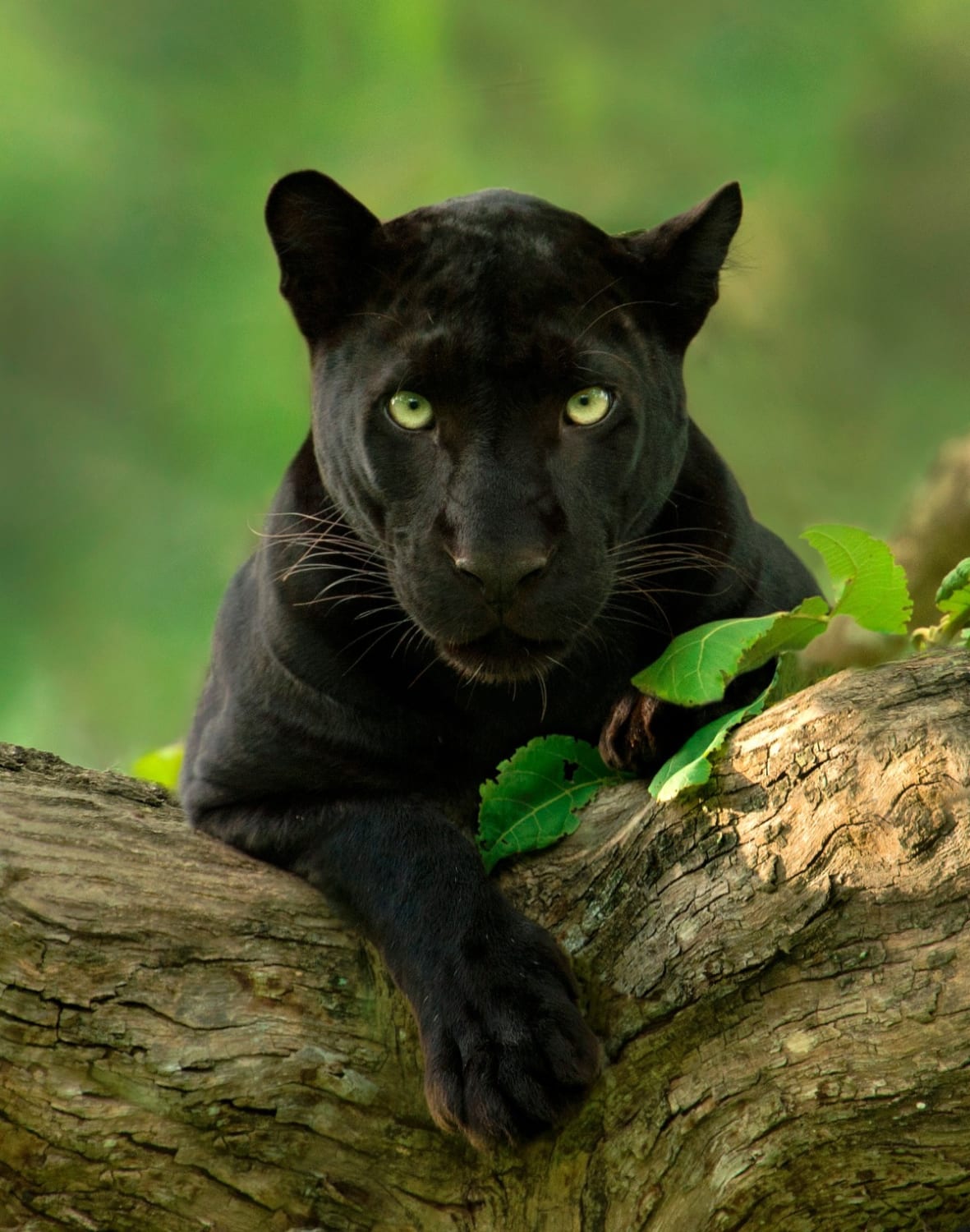 The stare of a black panther.