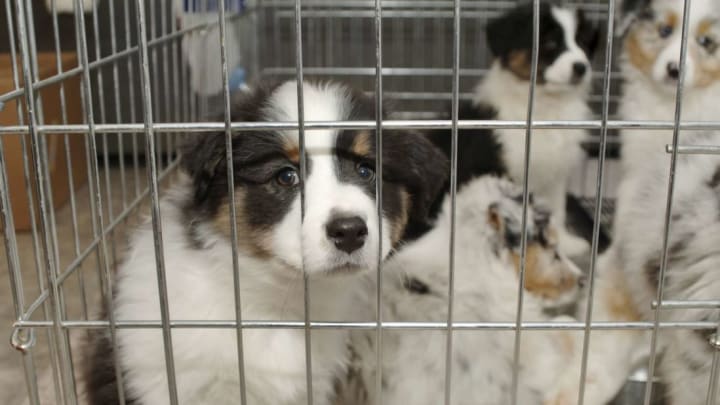 New York Senate Passes Bill Banning Sale of Cats, Dogs, and Rabbits in Pet Stores