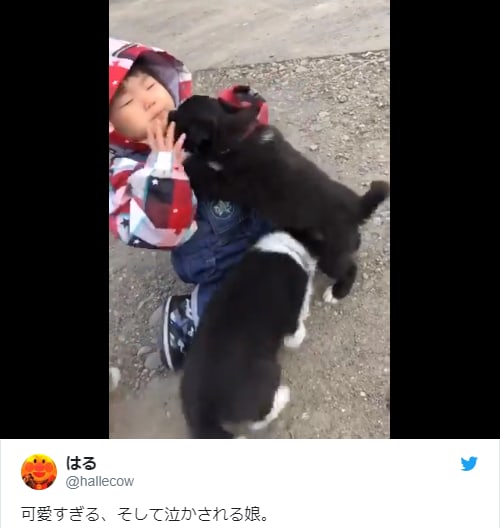 Absolutely adorable Twitter video shows Japanese toddler topple over, get comforted by puppies