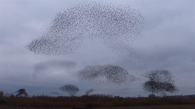 Watch a Mesmerizing Swarm of Starlings