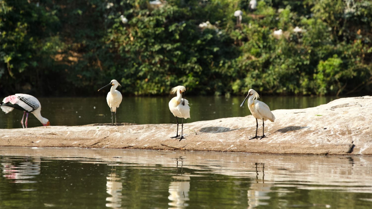 A Day Trip to Ranganathittu Bird Sanctuary, Karnataka