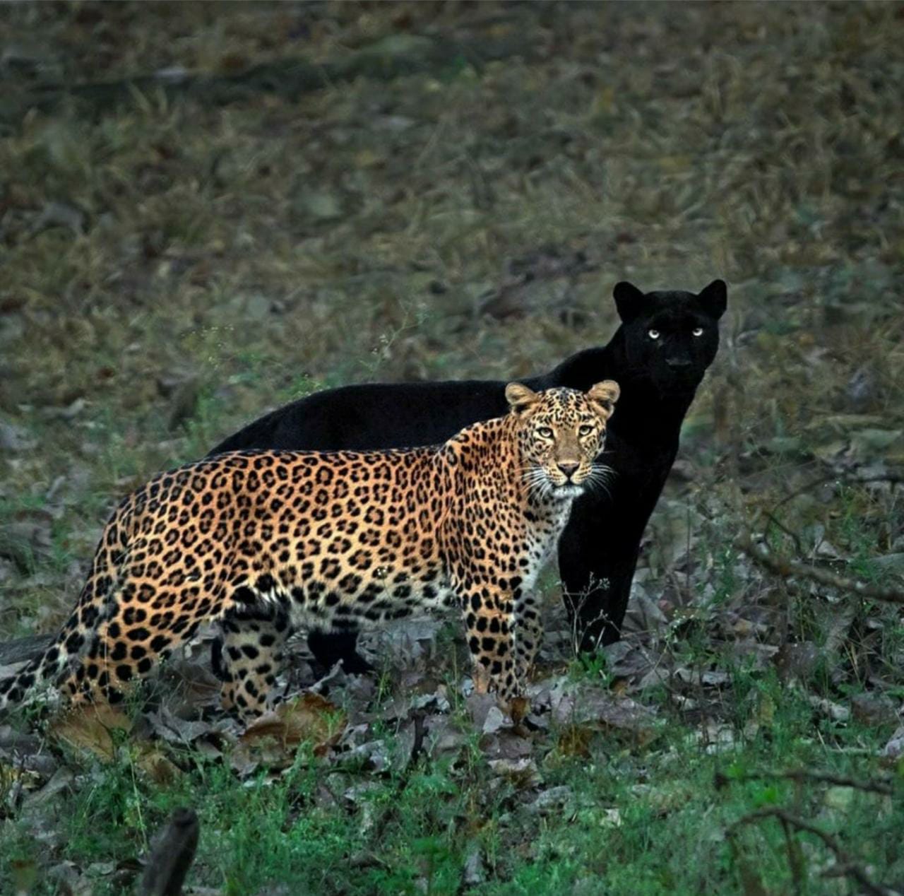 A leopard and it's ghost