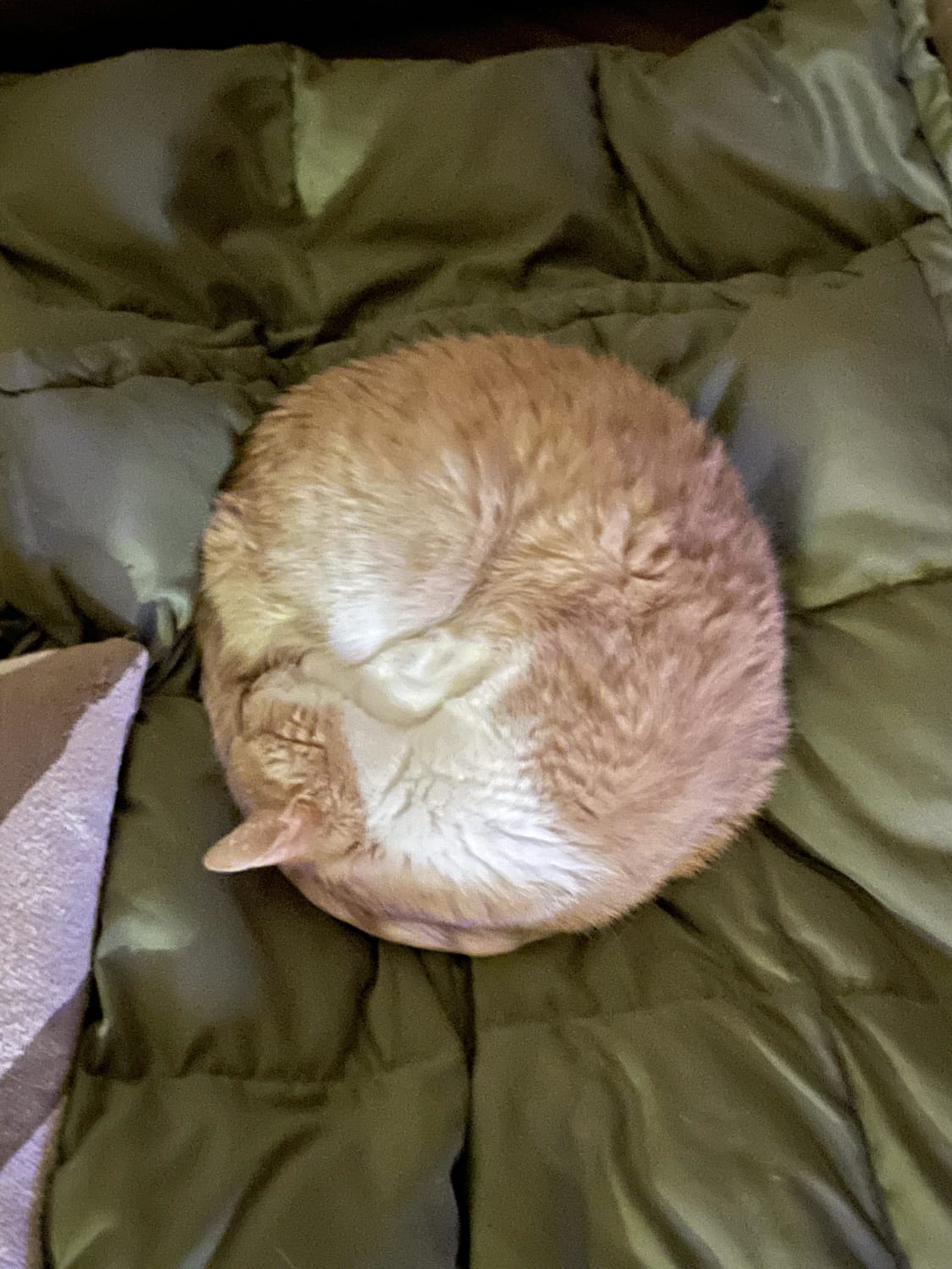 My cat sleeping in a perfect circle