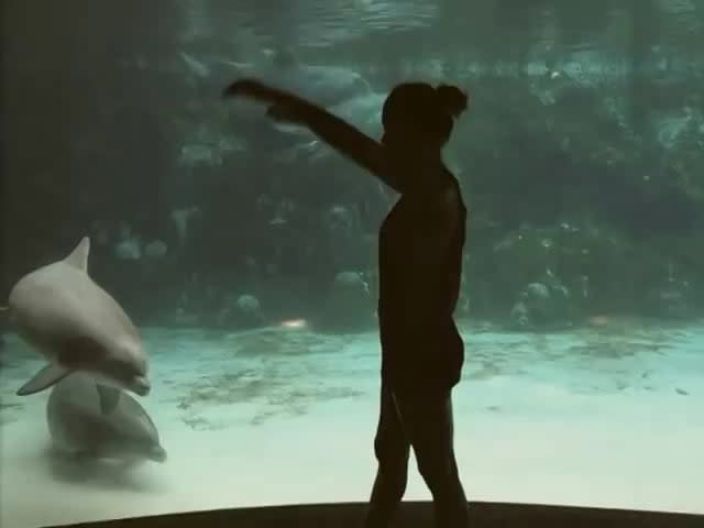 Role reversal, girl makes captive dolphin laugh