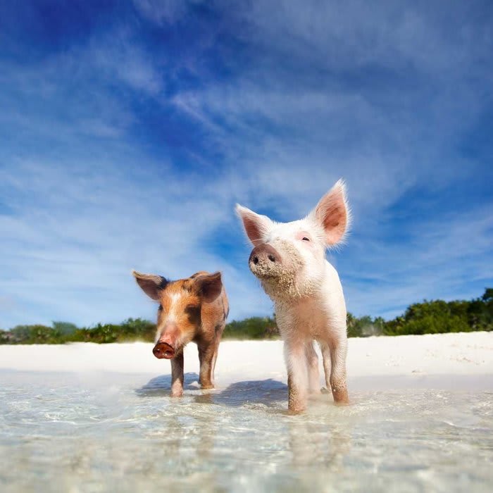 10 Islands Filled With Adorable Animals You Can Visit