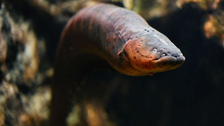 Electric Eels Found Hunting In Groups For The First Time