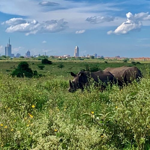 Nairobi National Park - The Ultimate Guide 2020