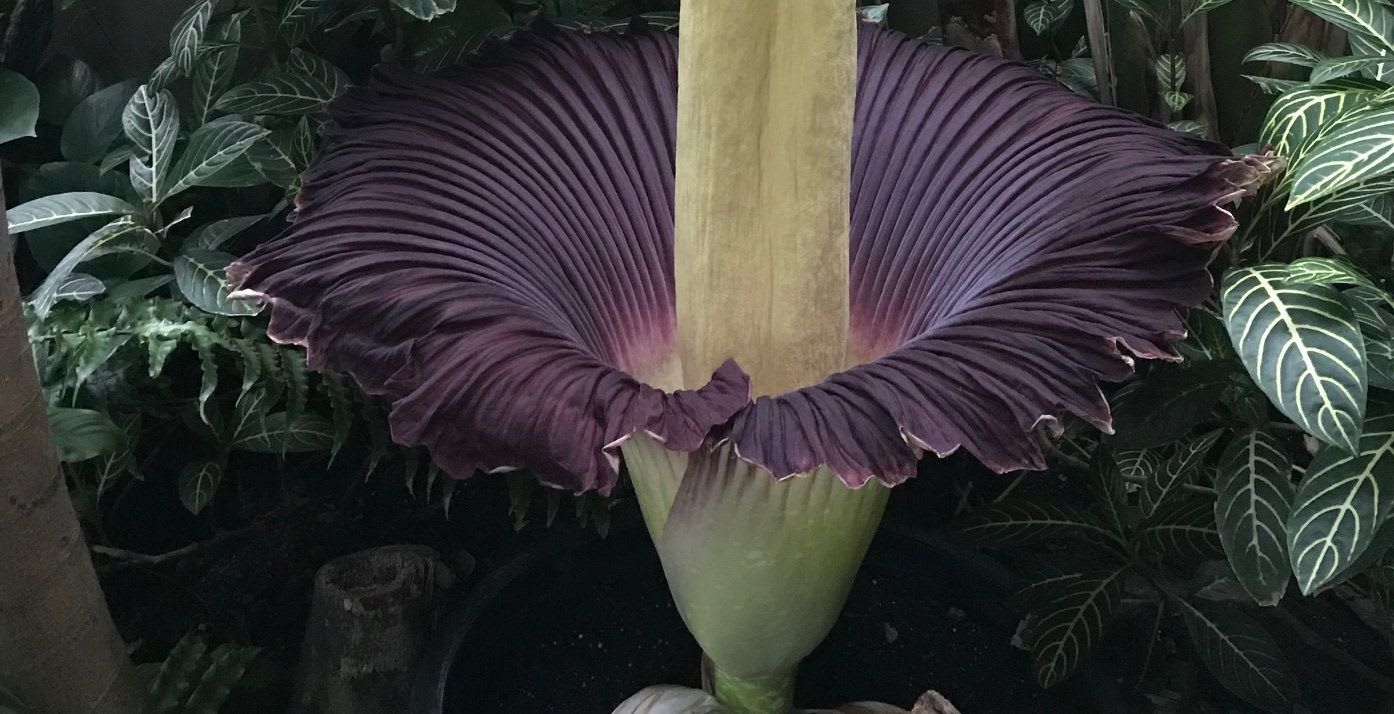 Stinky, Gorgeous Corpse Flower Blooms at Nashville Zoo