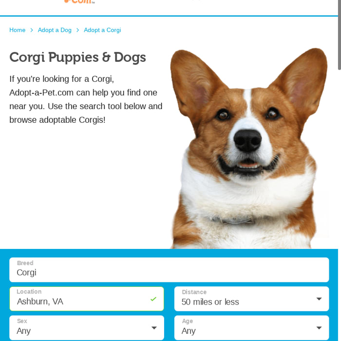 Corgi Puppies & Dogs