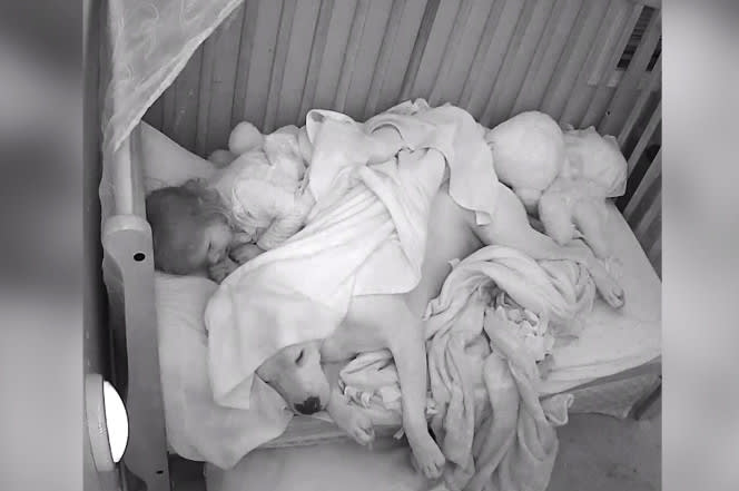 Toddler tucks in pit bull before going to sleep