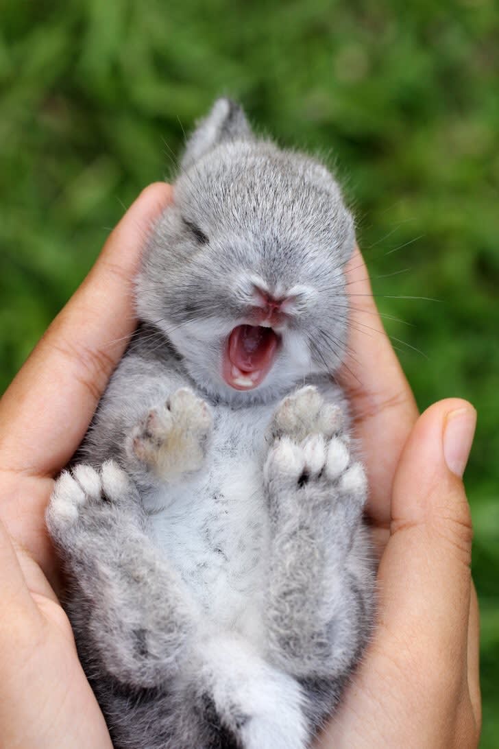 Cute Baby Bunny 😍🐰😍