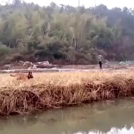 Belgian Malinois jumping across the entire river.
