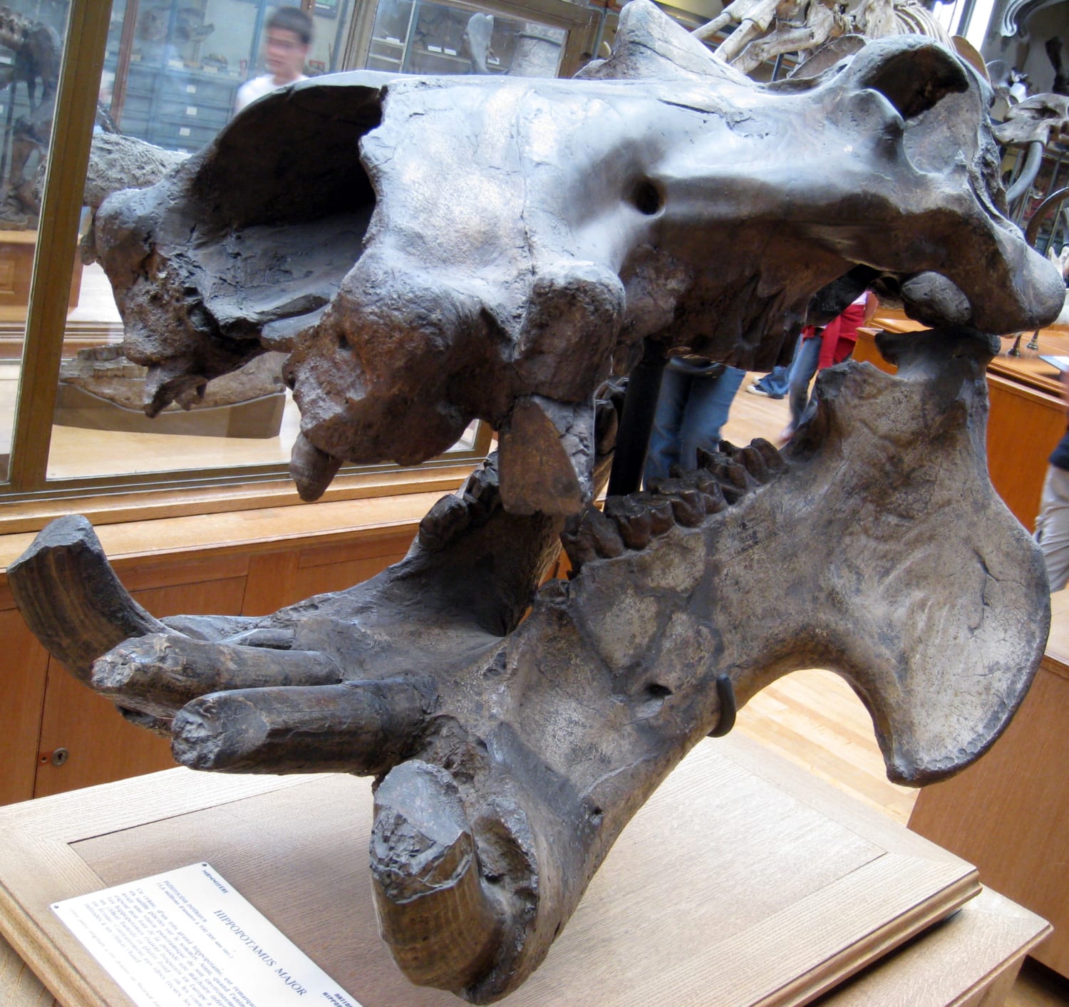 The skull of Hippopotamus major, a species of hippo from mainland Europe and Great Britain. With an estimated mass of 4000 kg (8,800 lb) or more, H. major was on average larger than the modern Hippopotamus amphibius.