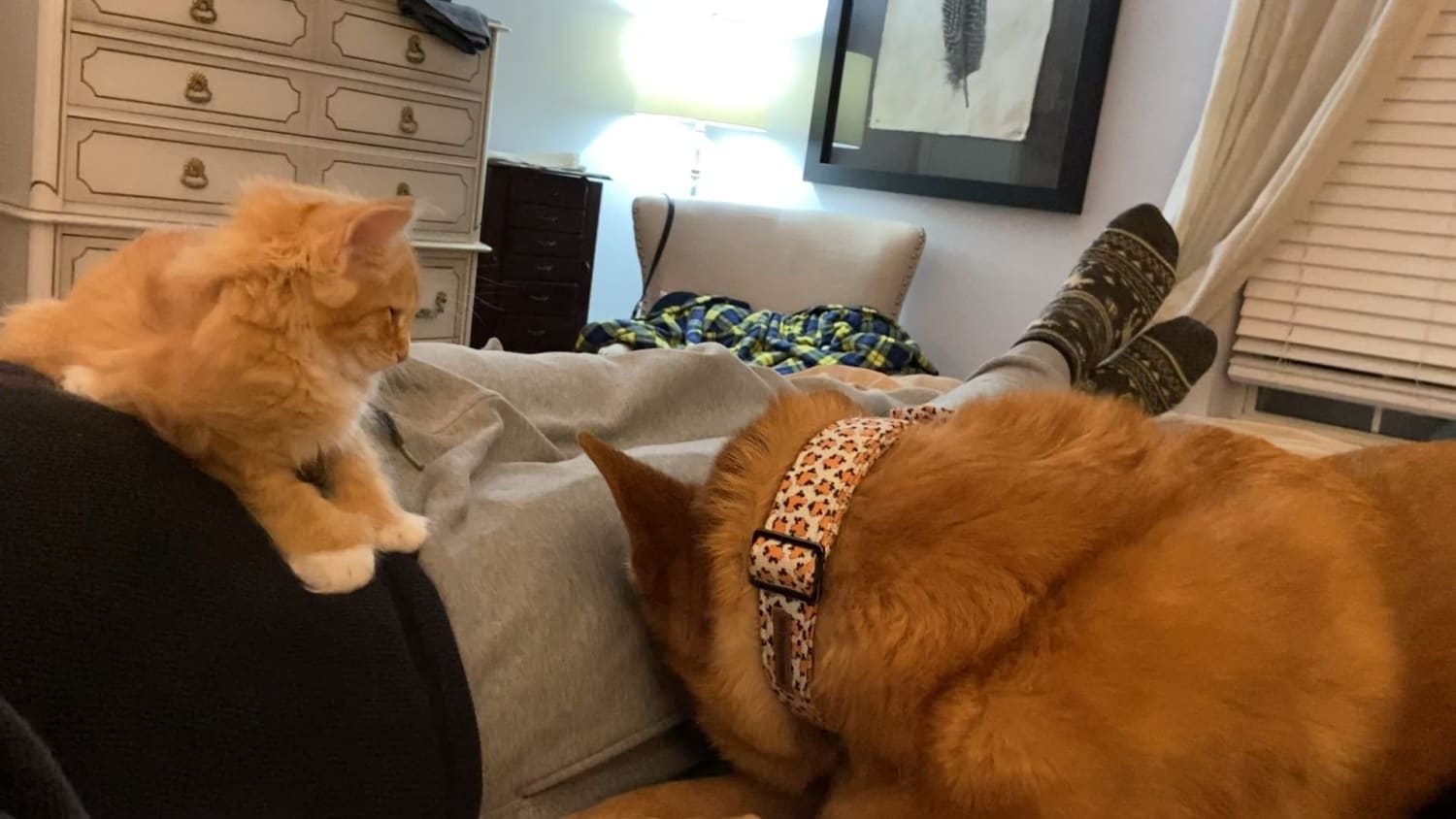 We brought a kitten home and our dog is confused.