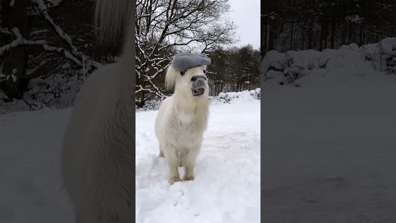 Pony Stylishly Flips Cap to Place it on Top of His Head - 1277478