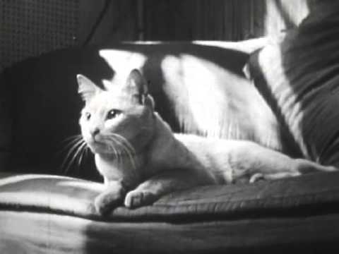 Private Life of a Cat (1947) Experimental Film About Cats! Alexander Hammid & Maya Deren