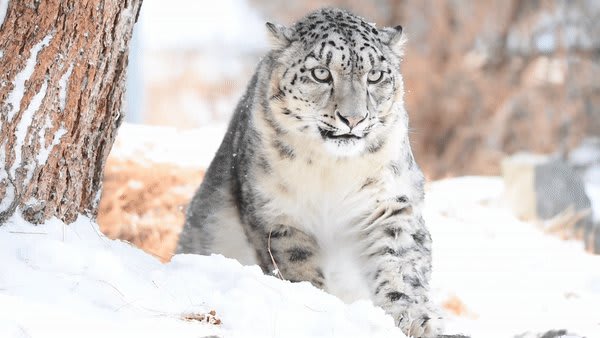 It's InternationalSnowLeopardDay🐆 These beautiful, elusive creatures have never been at greater risk, with around 4,000 remaining in the wild. Find out what we’re doing to protect & save the SnowLeopard - https://t.co/nKzf2WWppr Video: © Muhammad Osama / WWF-Pakistan