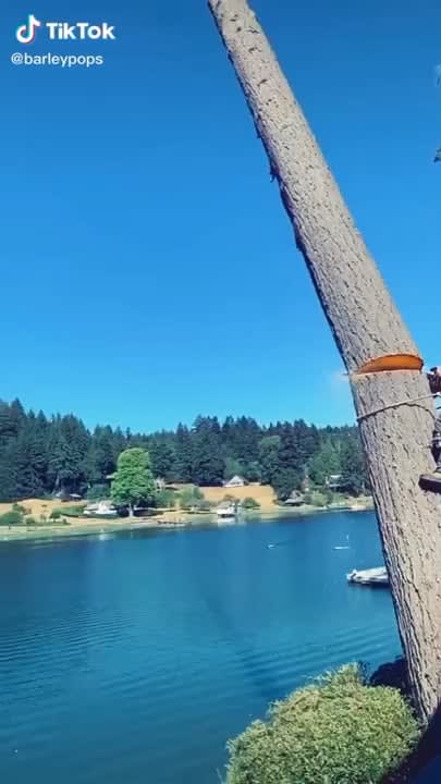 Giant tree falling across an entire lake