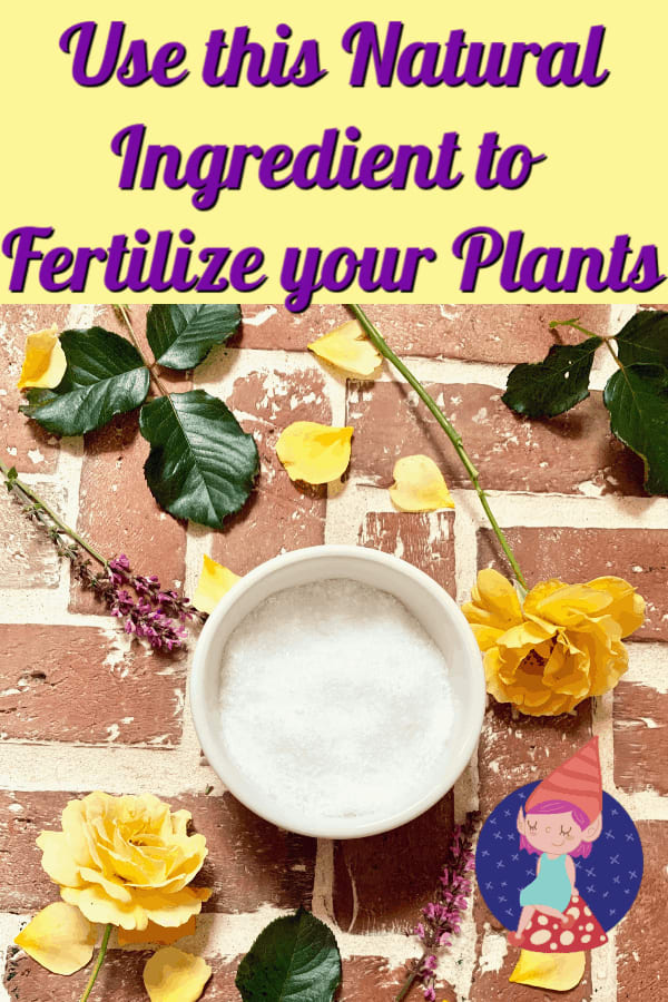 Use Epsom Salts for Plants to Grow your Dream Garden
