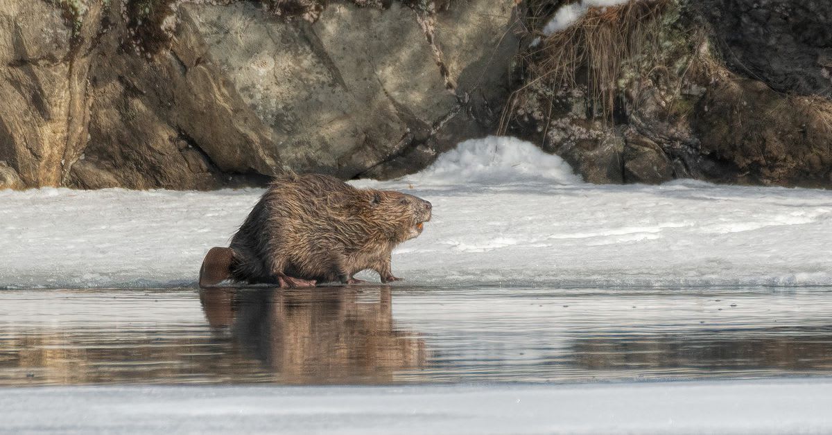 Beavers might be making the Arctic melt even faster