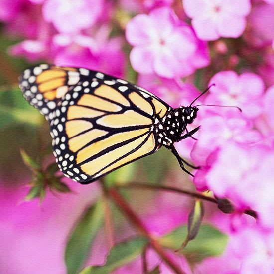 20+ Flowers to Use in Your Butterfly Garden