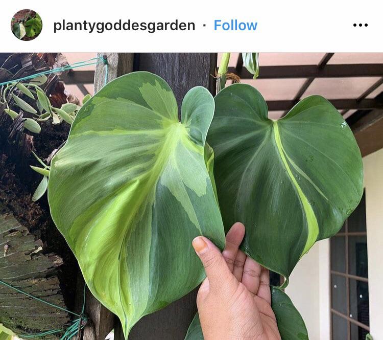 Giant Philodendron Brazil. Who knew huh?