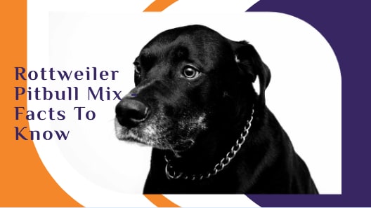 Rottweiler Pitbull Mix - Facts To Know