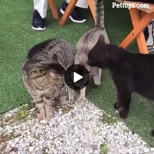 How To Stop Cats Fighting, Lol - Funny Pet Videos - Funny Pets Pictures