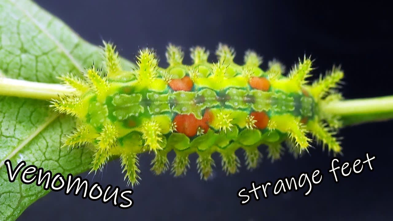 Fun Facts About This Funky Little Caterpillar