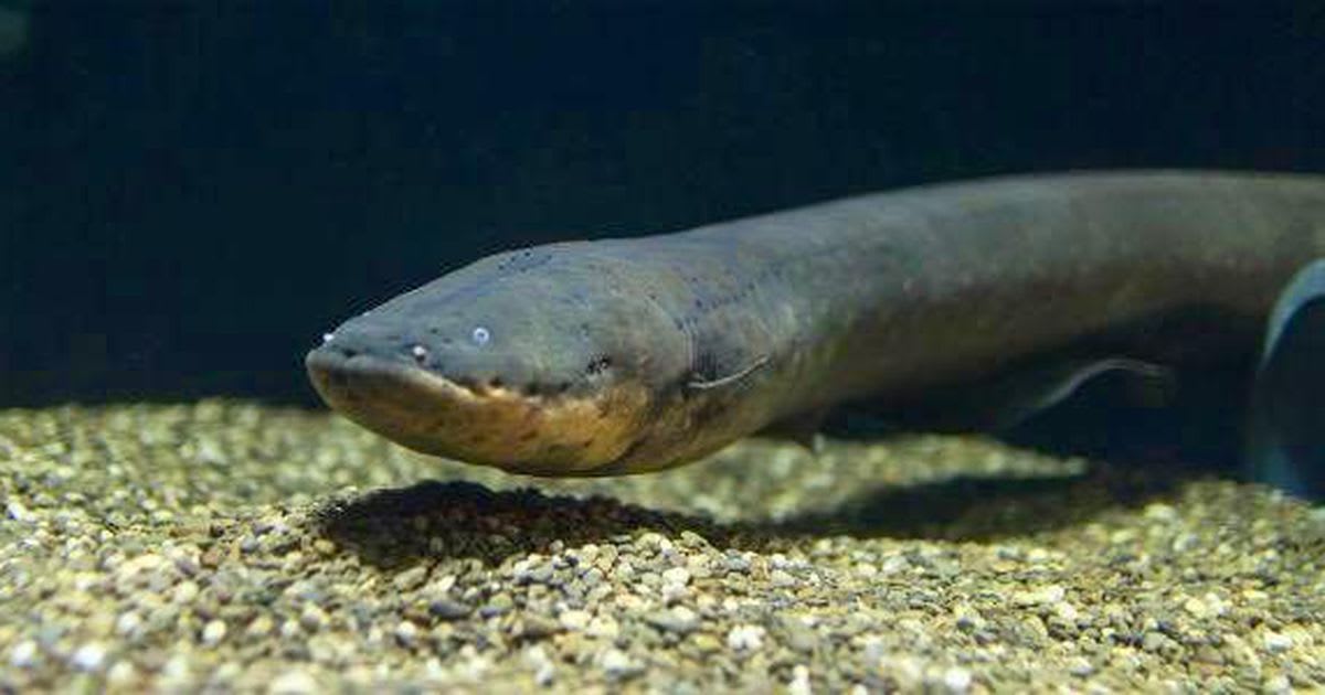 Most powerful electric eel yet puts all other electric eels to shame