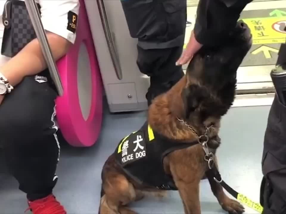 Police dogs need pats too