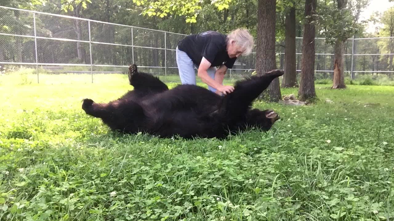 A Vocally Appreciative Rescued Bear Gets a Very Thorough Summer Brushing by Her Human Keeper