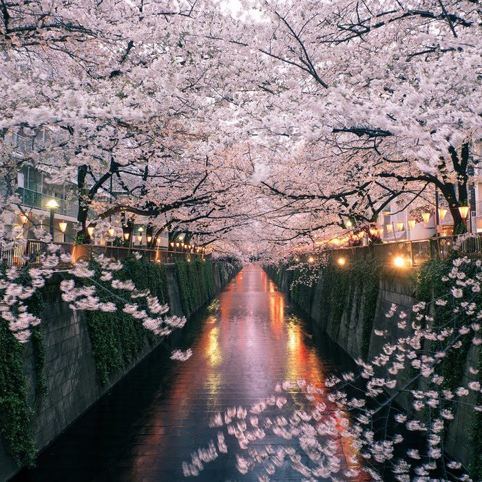 The Best Tokyo Neighborhood for Seeing Japan's Cherry Blossoms